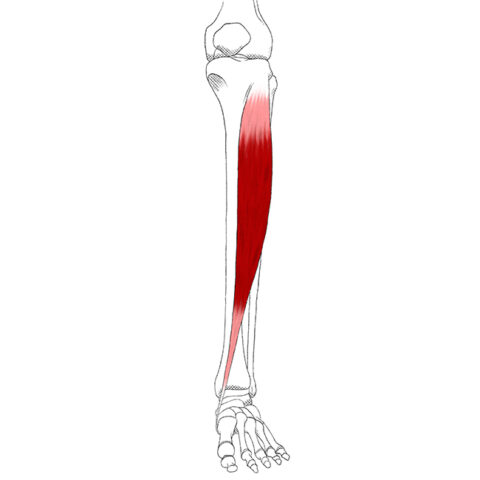 origen e inserción del músculo tibial posterior