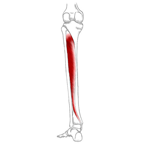 origen e inserción del músculo tibial posterior