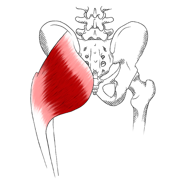 Musculo Gluteo Mayor 2901