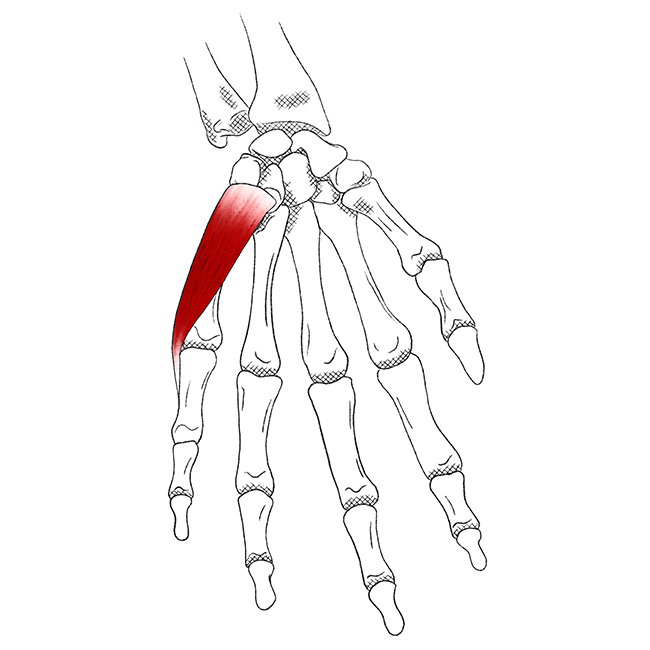 Mittelhandgelenke Anatomie, Aufbau, Bänder & Knochen Kenhub