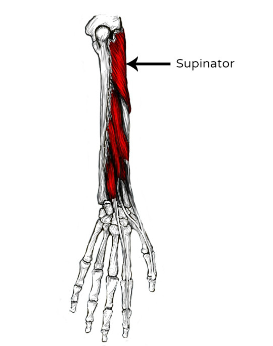 M brachioradialis. Круглый пронатор мышца предплечья. Супинатор и пронатор в анатомии. Супинатор m. supinator. Супинатор (m. supinator) иннервация.